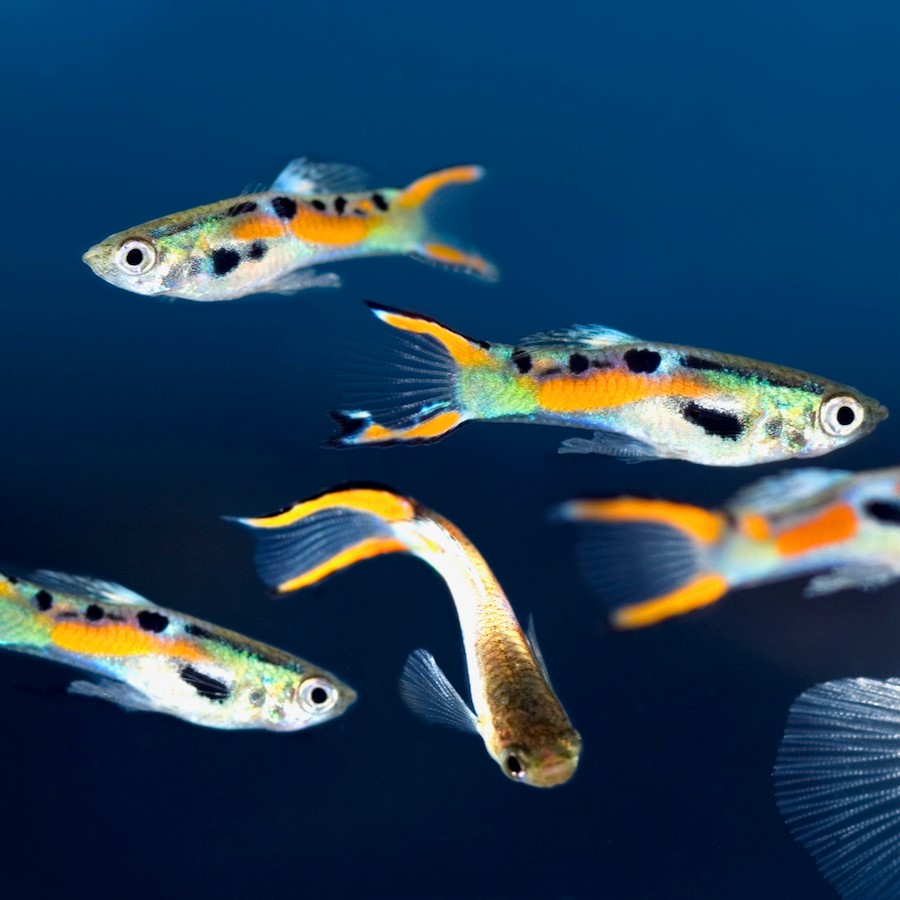 Guppy endler